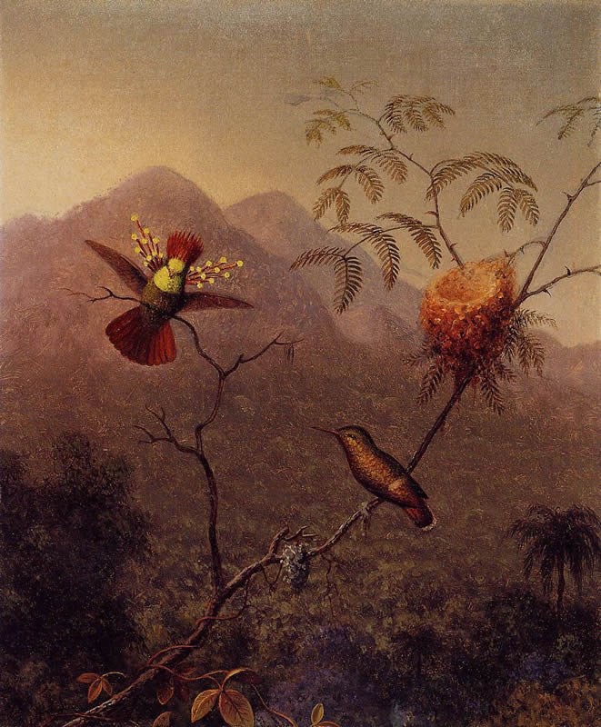 Martin Johnson Heade Tufted Coquette